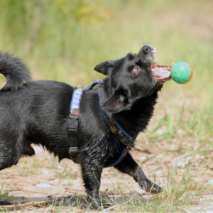 Schwarzer kleiner Mischling fängt einen Ball.